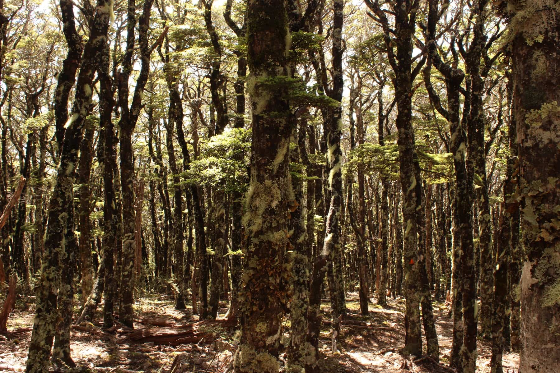 Wald Te Araroa Neuseeland Fernwanderung