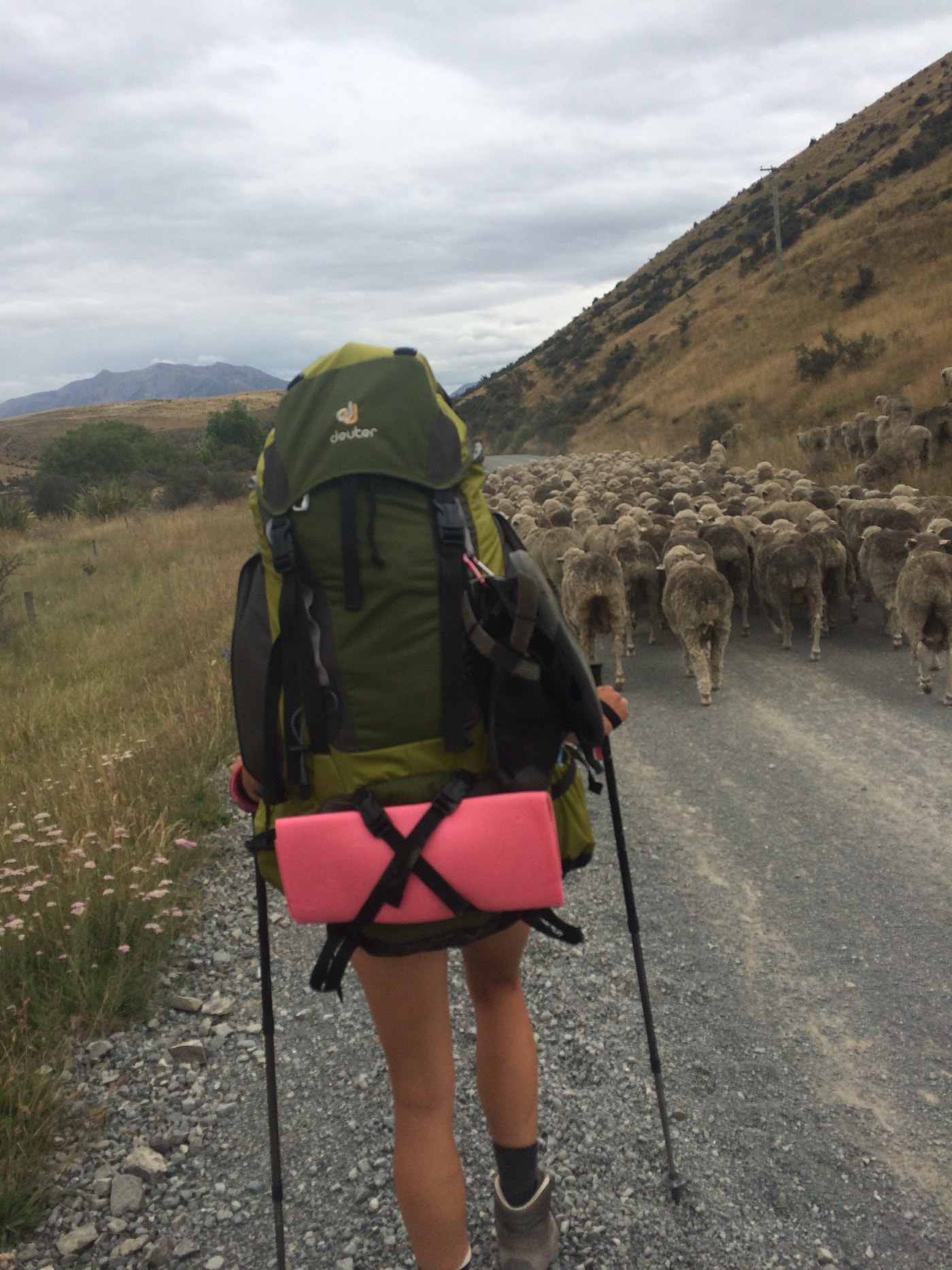 Schafe Te Araroa Neuseeland 