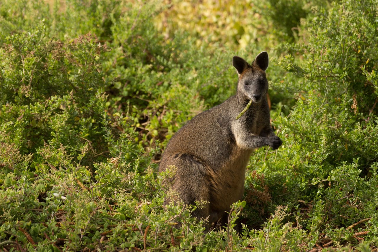 Wallaby Route Victoria Australien