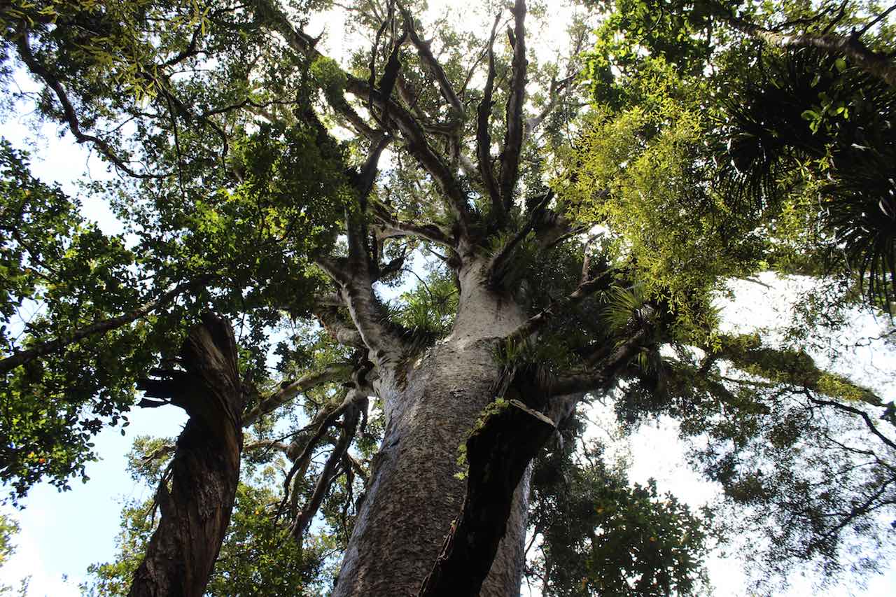 Fotospots Neuseeland Kauri Bäume