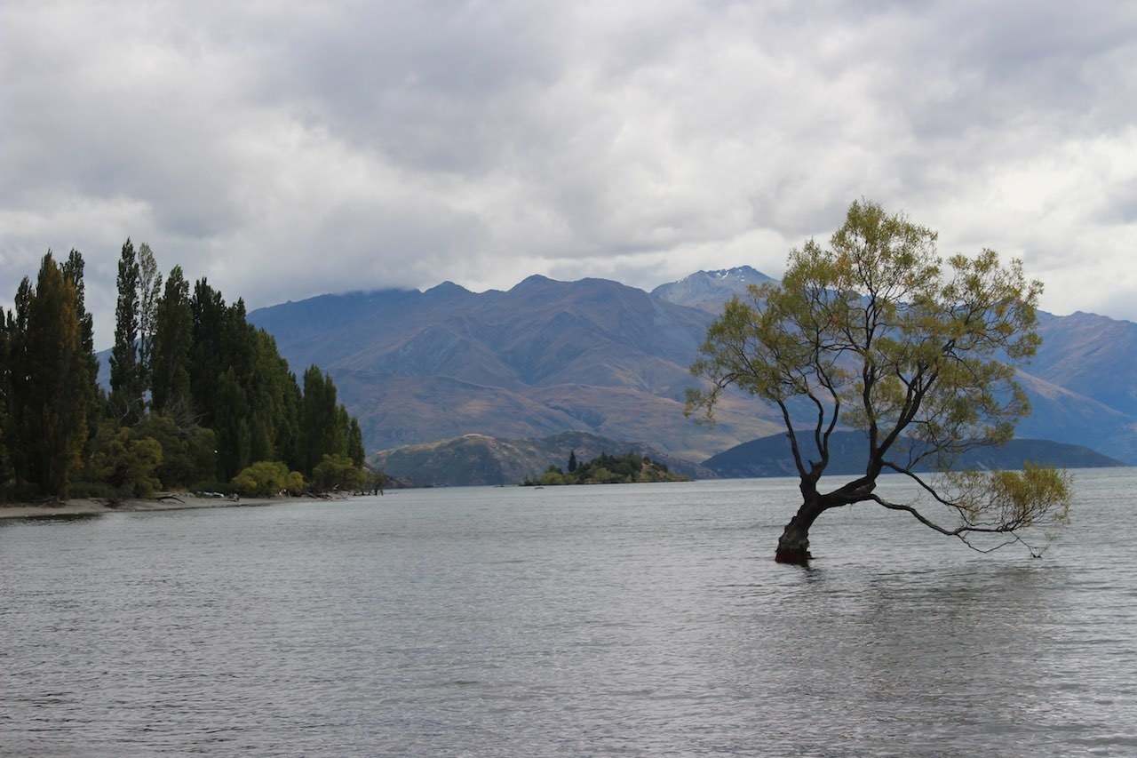 Fotospots Neuseeland Tree of Wanaka
