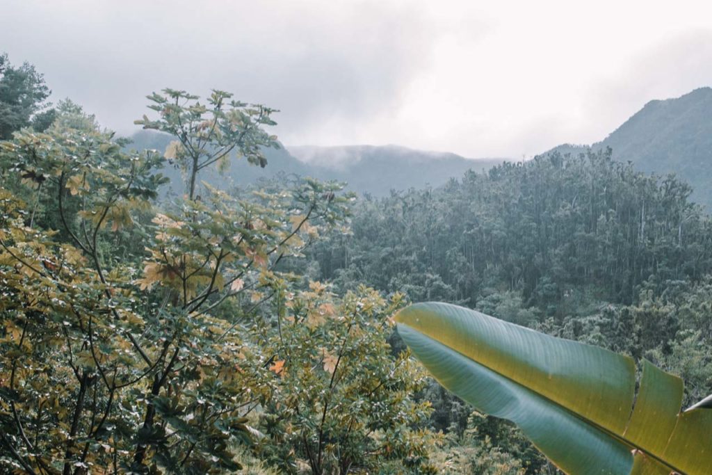 Regenwald Dominica 