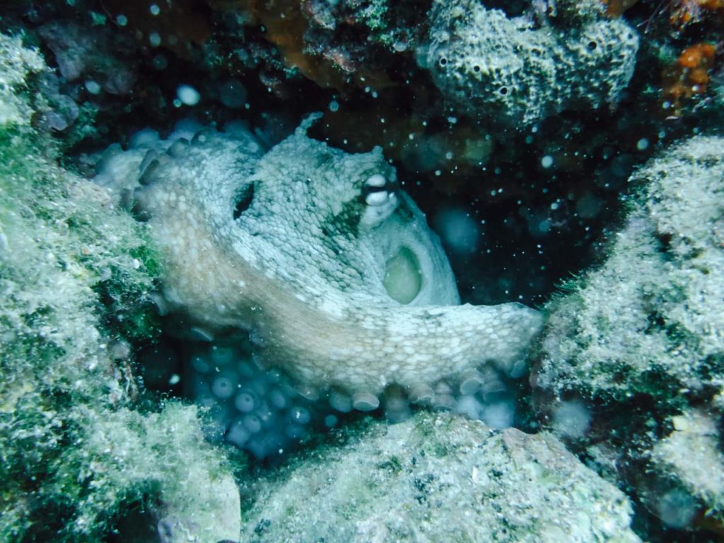 Oktopus im Meer vor Sardinien