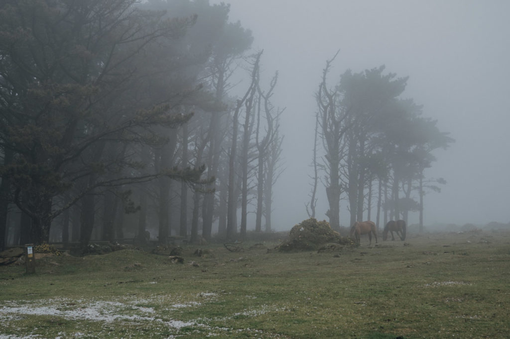 Wildpferde in Galicien in Nordspanien