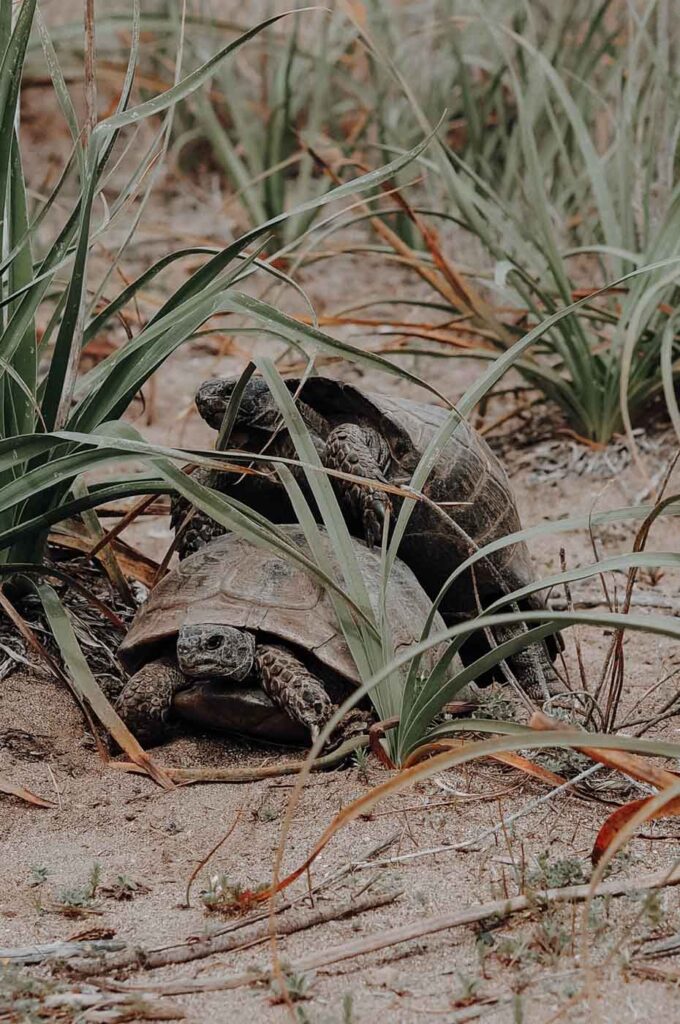Zwei Schildkröten am Strand von Itzuzu.
