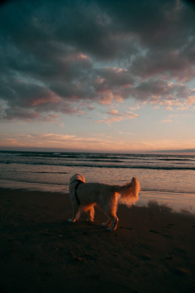Hund bei Sonnenuntergang am Strand 