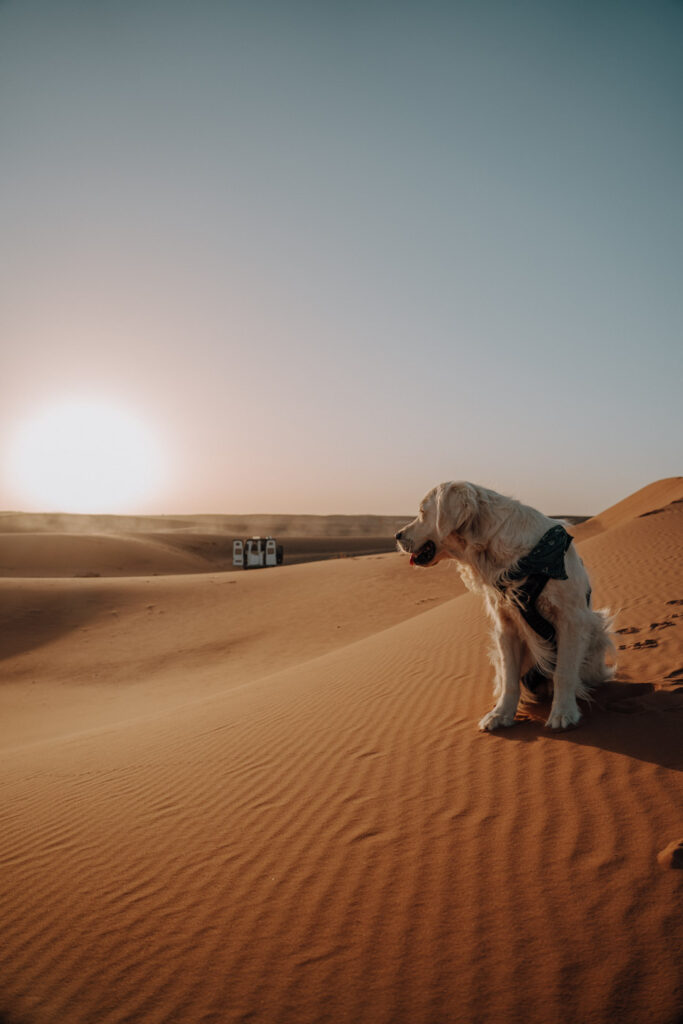 Hund sitzt auf Dünenkamm in Marokko