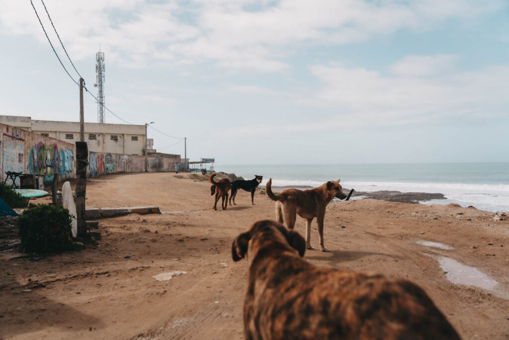 Straßenhunde in Marokko