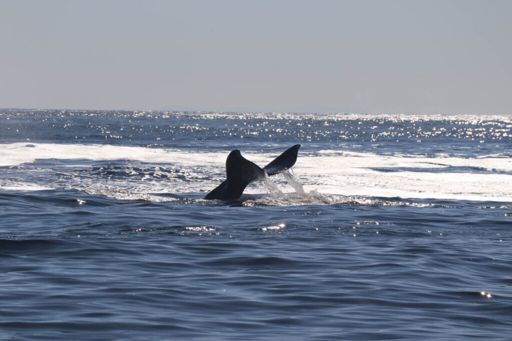 Walbeobachtung Vancouver Island