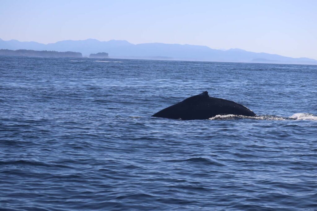 Walbeobachtung Vancouver Island