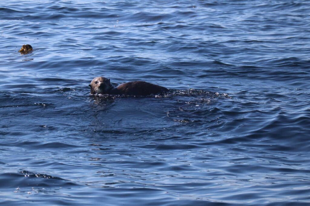 Wildtierbeobachtung auf Roadtrip auf Vancouver Island