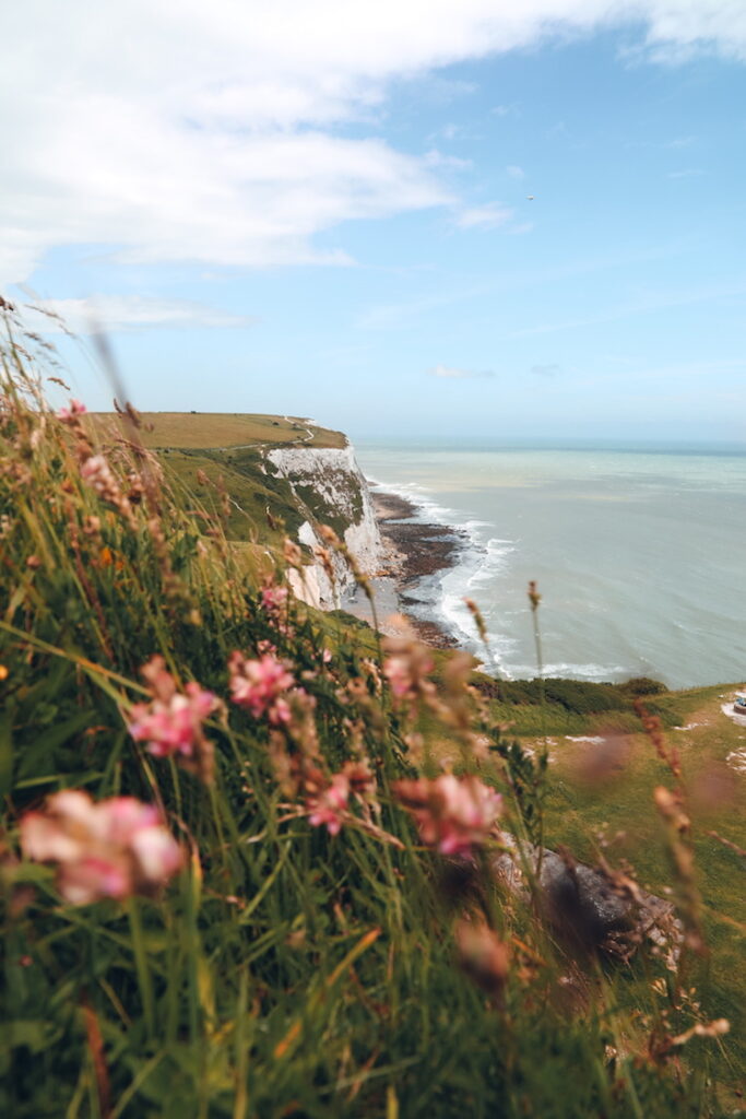 Steilküste in Dover mit blühenden Wildblumen im Vordergrund