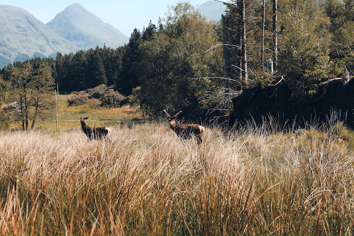 junge Hirsche in den Highlands