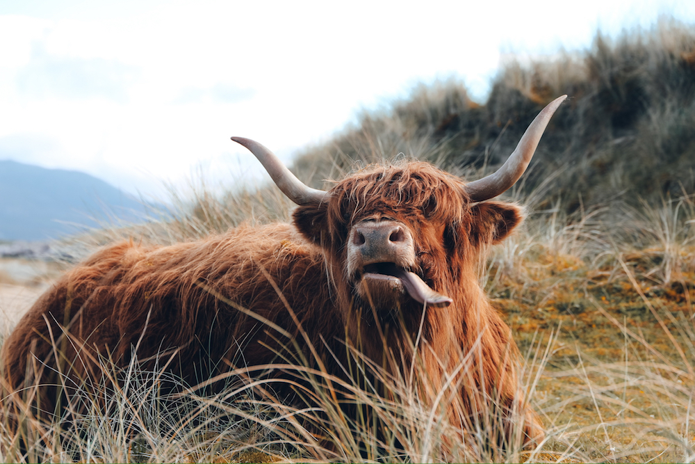 schmatzendes Cattle Rind an schottischem Strand