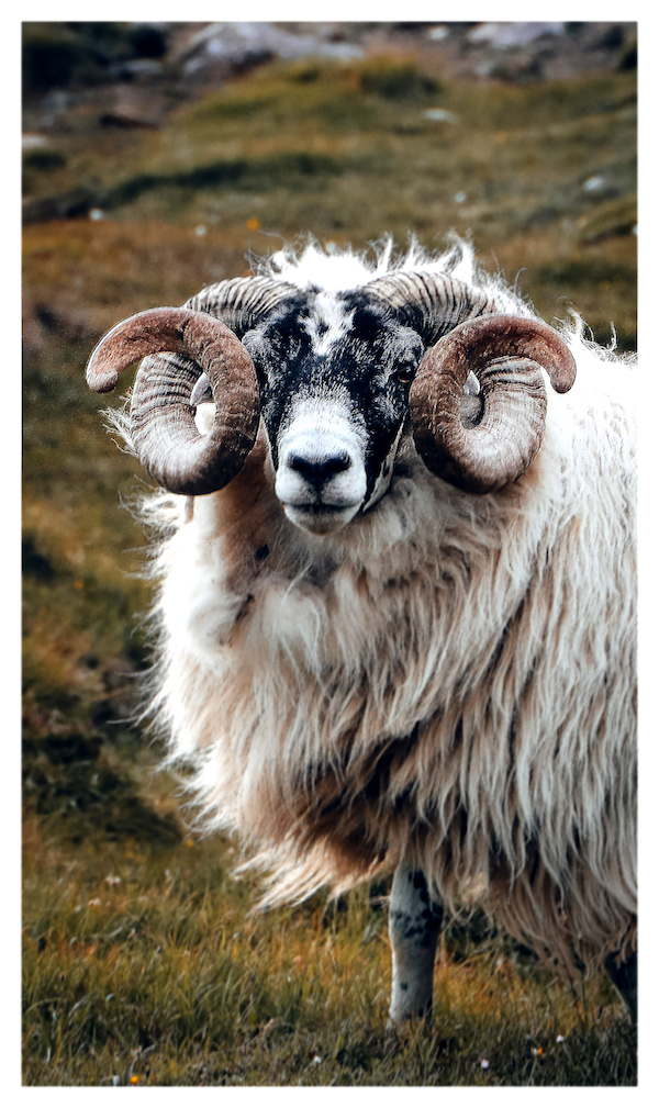 Heidschnucke auf der Insel Harris in Schottland