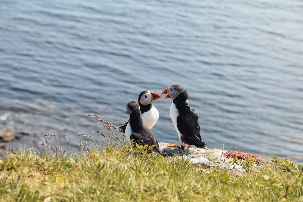 3 Puffins sitzen auf einer Klippe