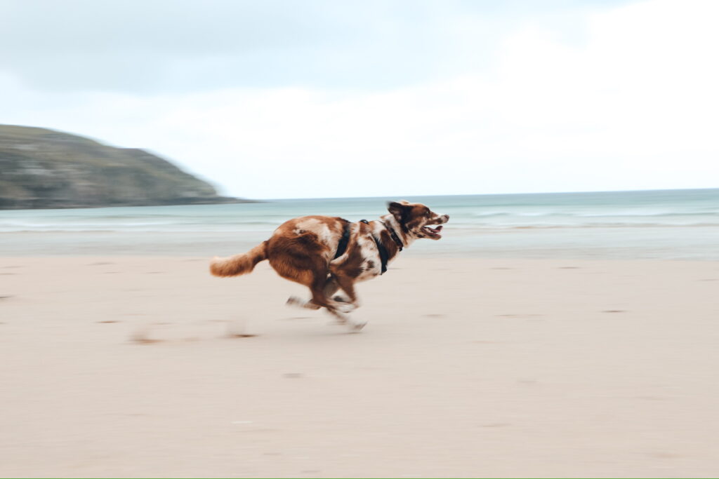 Hund Xaverl powert sich am Strand in Schottland aus