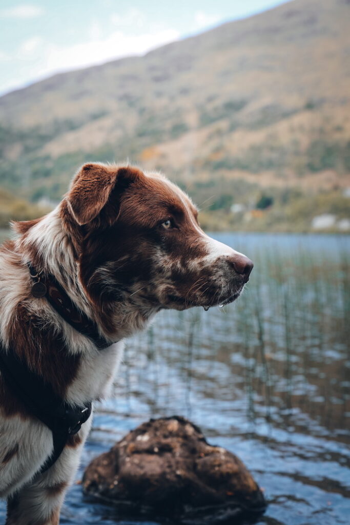 Hund Xaverl in Schottland