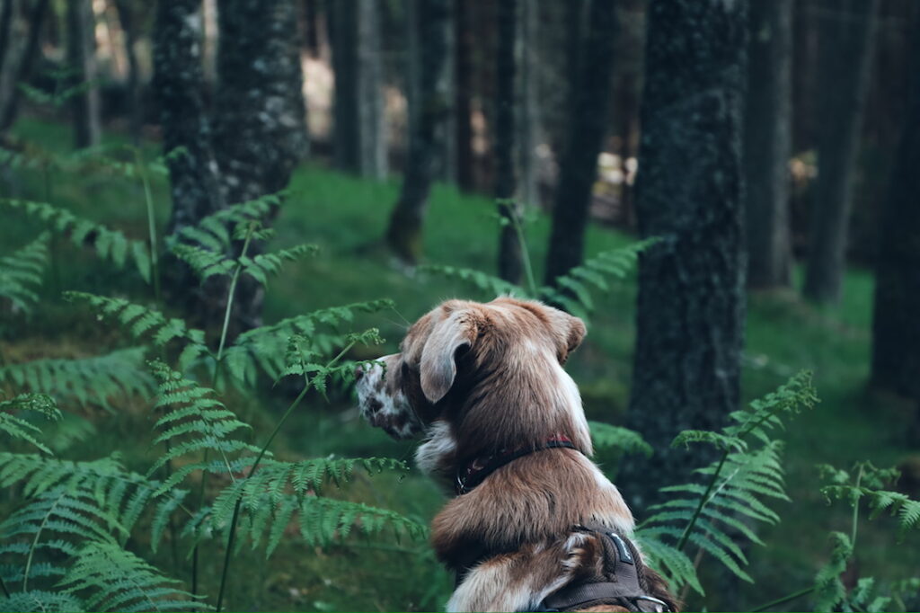 Hund Xaverl versteckt sich im grünen Farn 